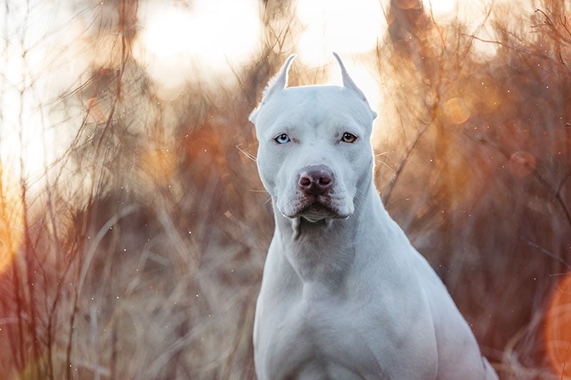 White dog puppy American pit bull Terrier