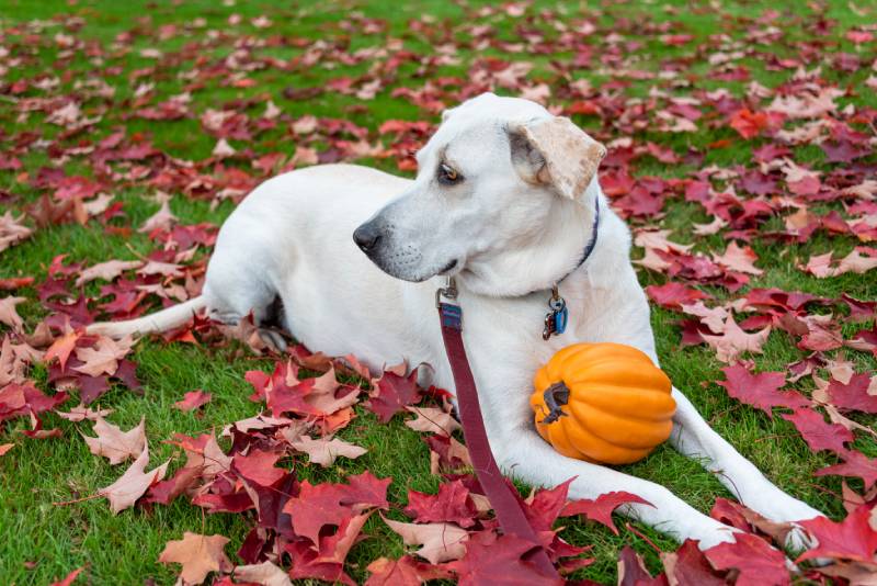 White lab mix dog laying outside with an orange pumpkin on green lawn covered in red fall leaves