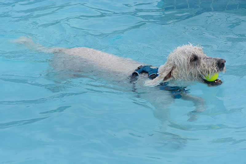 White labradoodle dog with tennis ball in mouth swimming in swimming pool