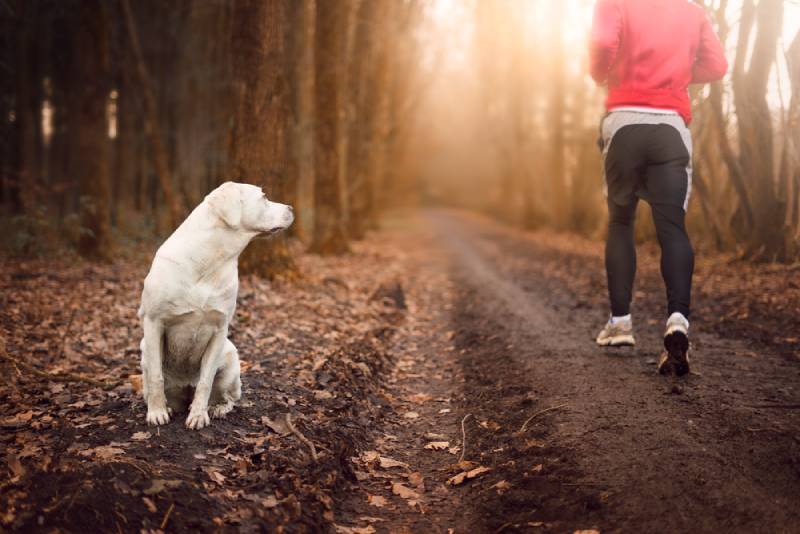 White labrador retriever dog sits and watches a runner passing by