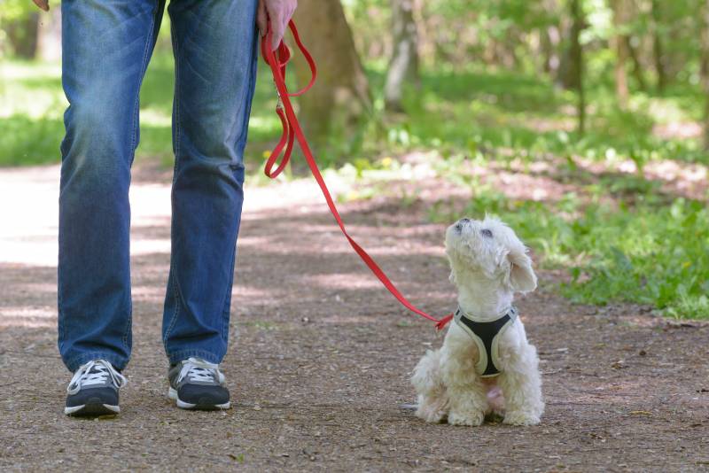 White maltese dog walking with his owner