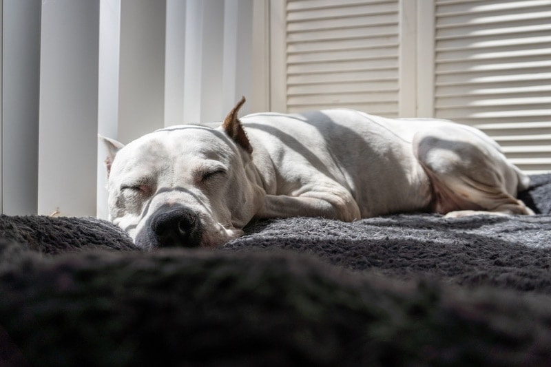White pitbull sleeping in bed