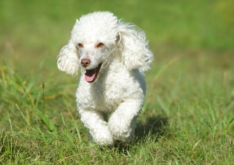 White toy poodle dog running in grass