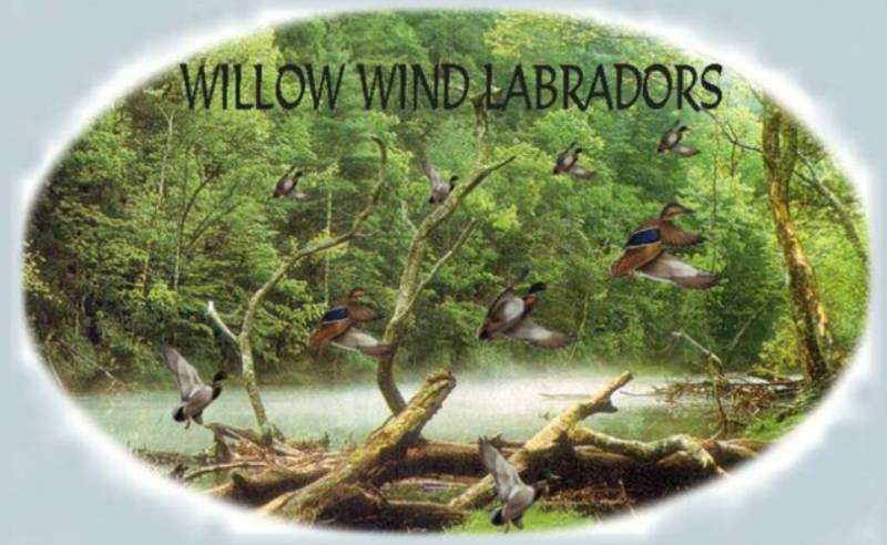 Willow Wind Labradors