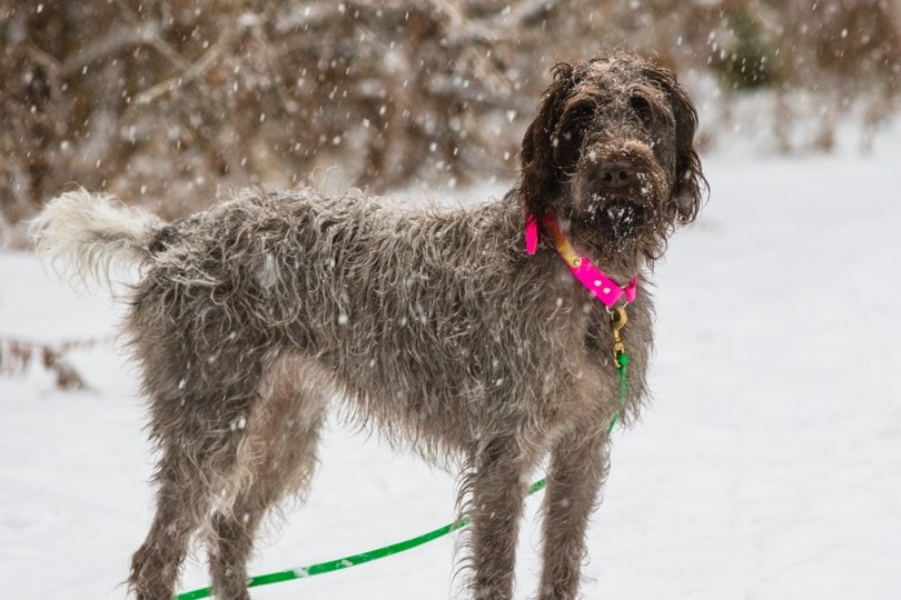 Wirehaired Pointing Griffon outside in the snow