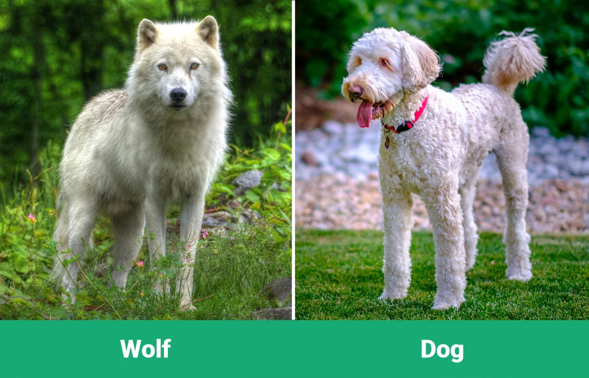 Wolf vs Dog - Visual Differences