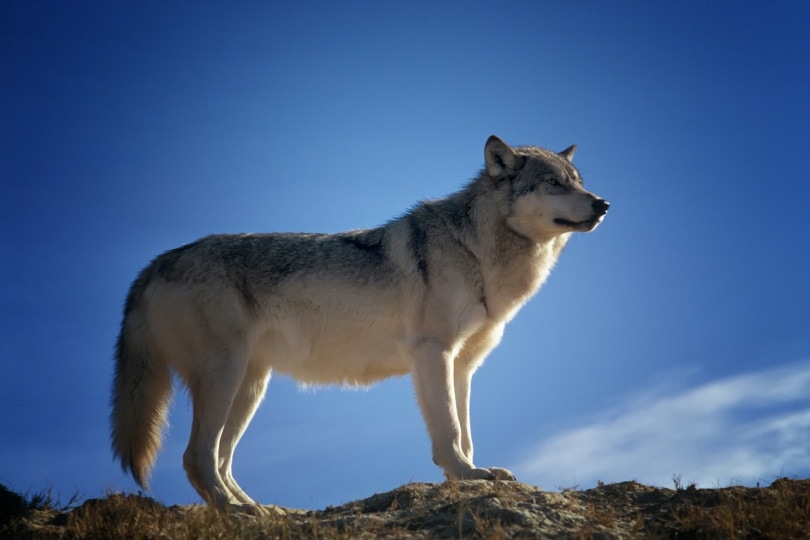 Wolf with blue sky backdrop