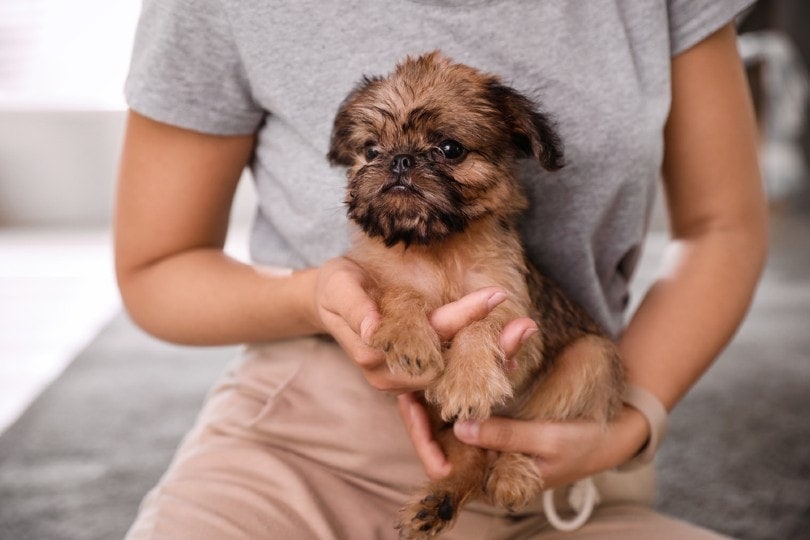 Woman holding adorable Brussels Griffon puppy indoors