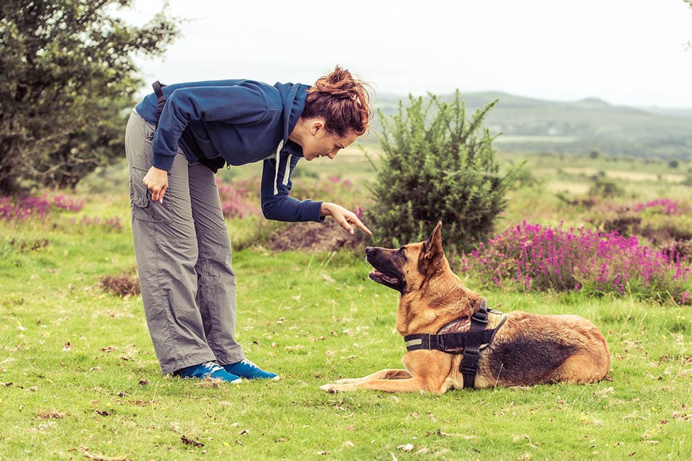 Woman teaching german shepherd to keep paws on floor
