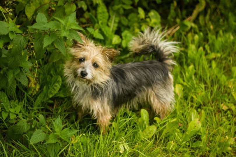 Yorkie Russell standing on grass