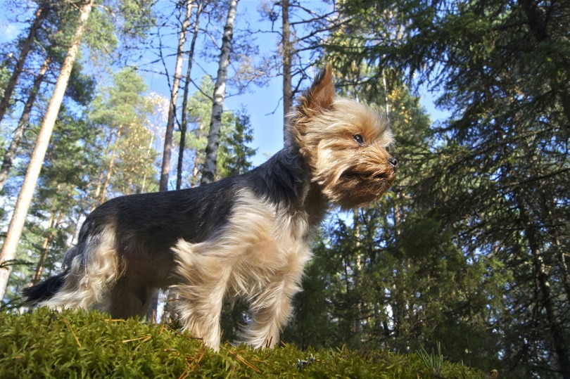 Yorkie dog standing in grass
