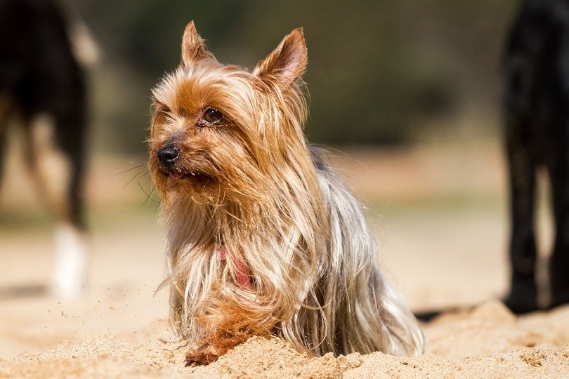 Yorkshire Terrier dog sitting on the sand