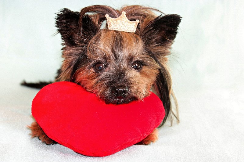 Yorkshire Terrier dog with a glittery crown and valentine's day heart plushie