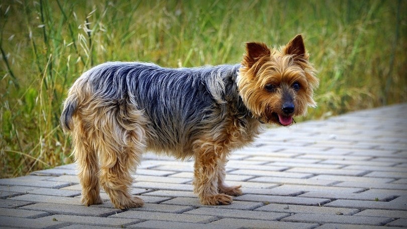 Yorkshire Terrier standing on the pavement