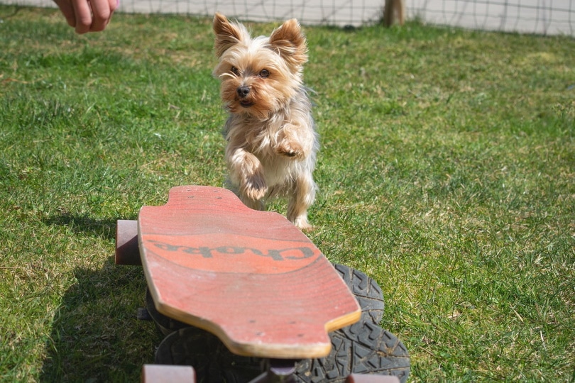 Yorkshire terrier getting trained