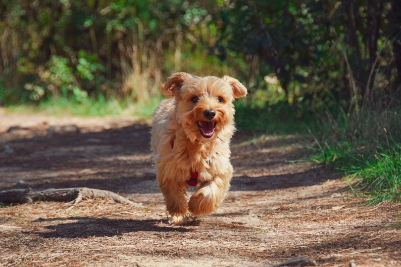 Yorkshire terrier running in the dirt