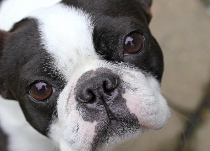 Young Boston Terrier close up