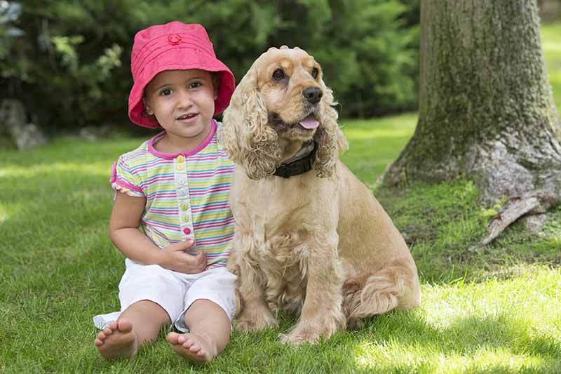 Young girl with cocker spaniel dog on field