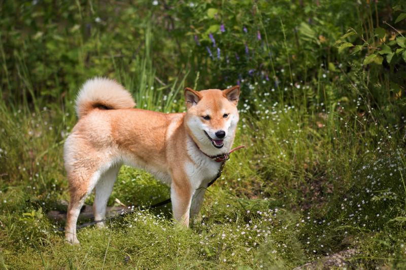 Young sable shiba inu dog stands on the grass