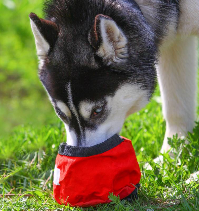 Young siberian husky dog drinks water from travel dog bowl in the heat