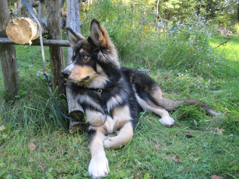Zeva Husky and Bernese mix dog enjoying the country life