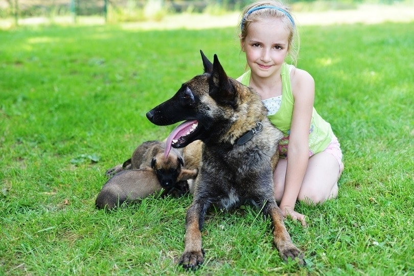 a belgian malinois dog with a young girl sitting on the grass