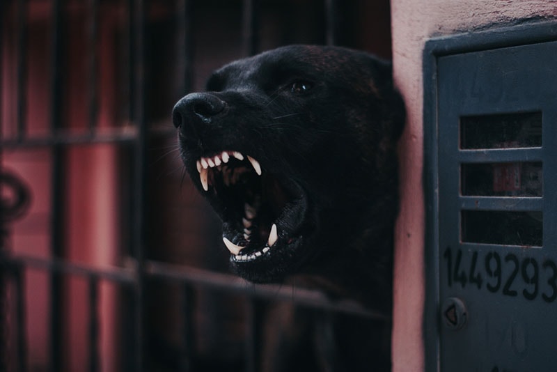 a black aggressive dog barking at night
