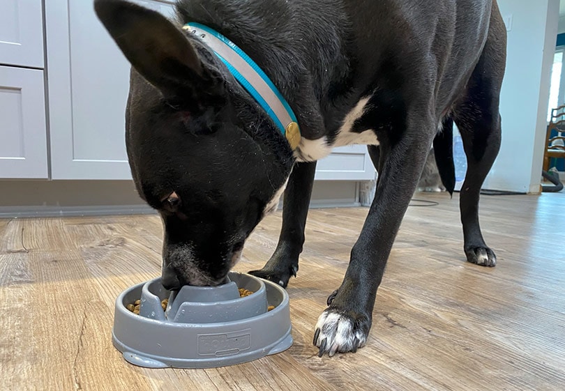 a black and white dog eating a redbarn dog food from gray bowl