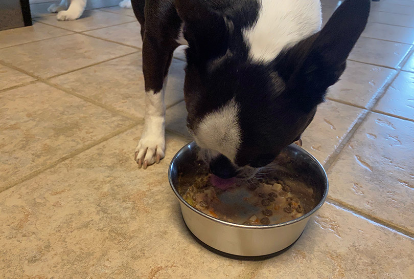 a black and white dog eating just food for dogs recipe from a bowl