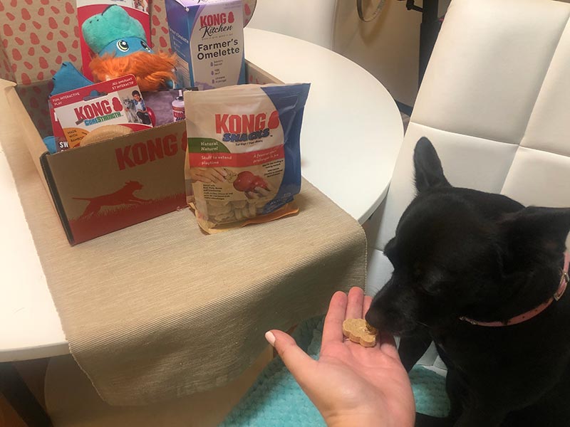 a black dog eating a kong snacks treat