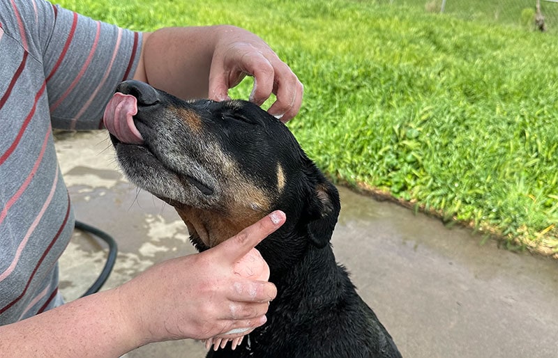 a black dog getting a bath with maxbone calming shampoo