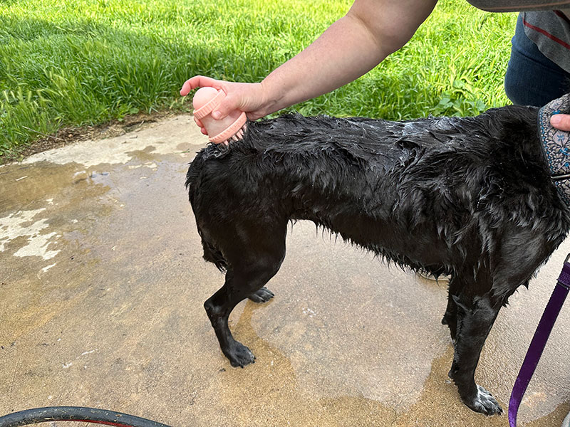 a black dog getting a bath with maxbone shampoo dispensing brush