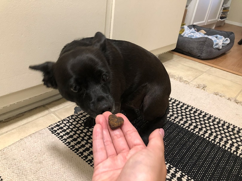 a black dog sniffing innovet hemp soft chew treat
