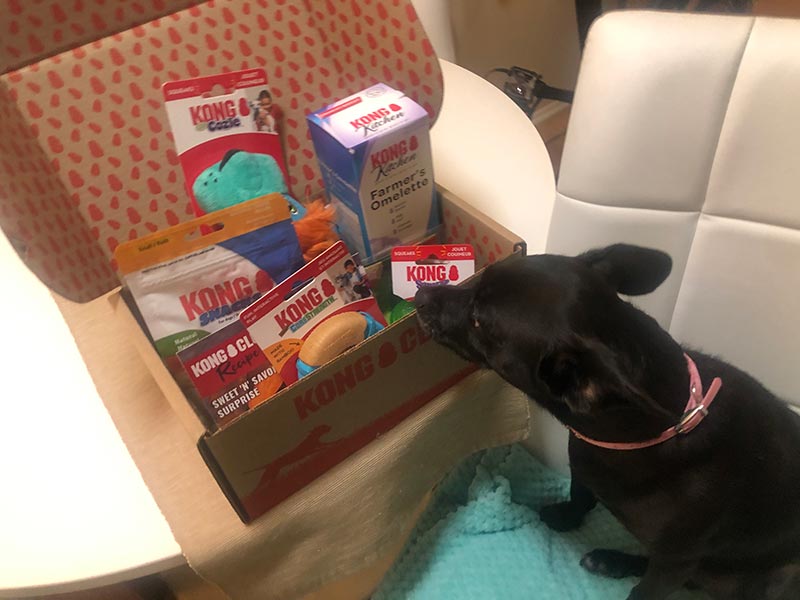 a black dog sniffing the kong club subscription box contents