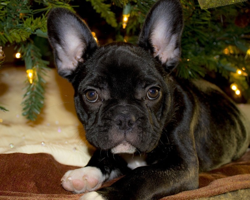 a black french bulldog under a christmas tree