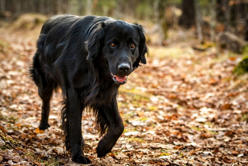 a black golden retriever dog favoring its paw