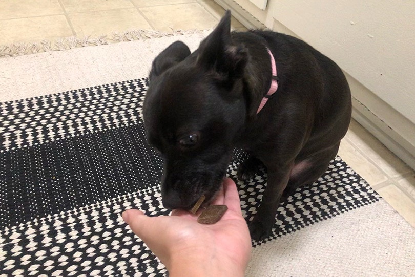 a black puppy eating shameless pet treats