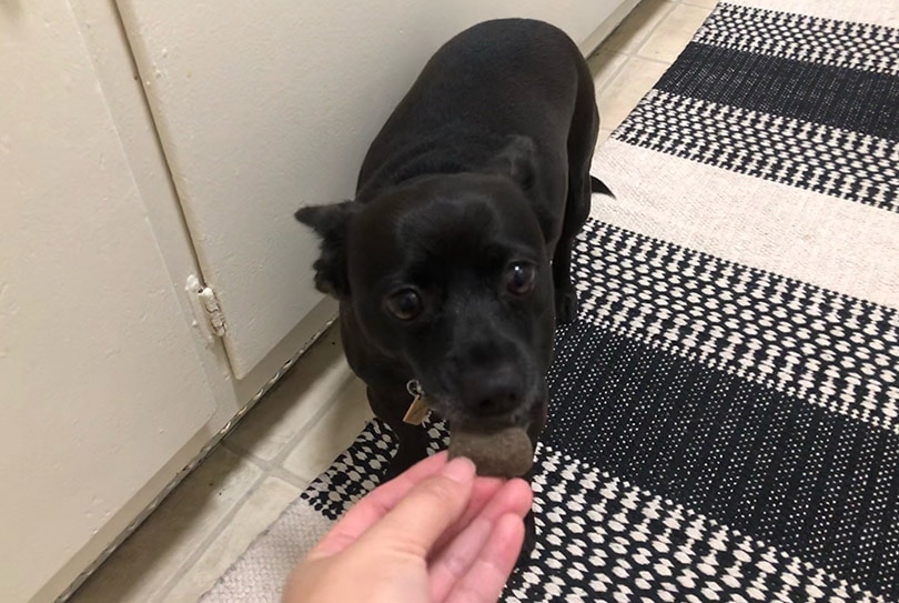 a black puppy eating shamless pet's treat