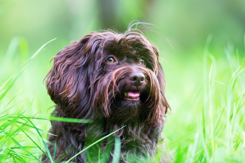 a chocolate havanese dog in the meadow