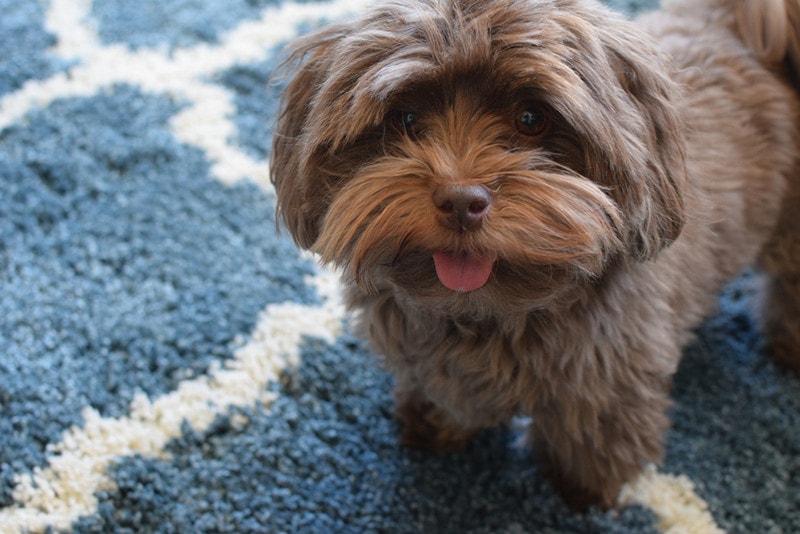 a chocolate havanese dog sticking out its tongue