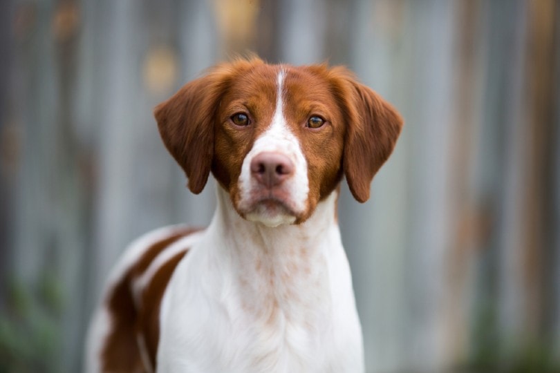 a close up of a beautiful brittany dog