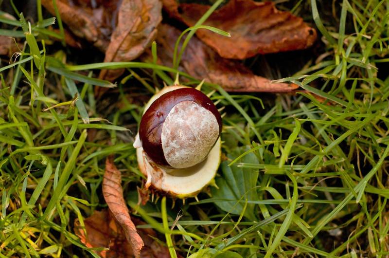 a conker on grass