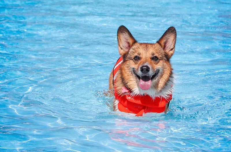a corgi dog panting in the swimming pool