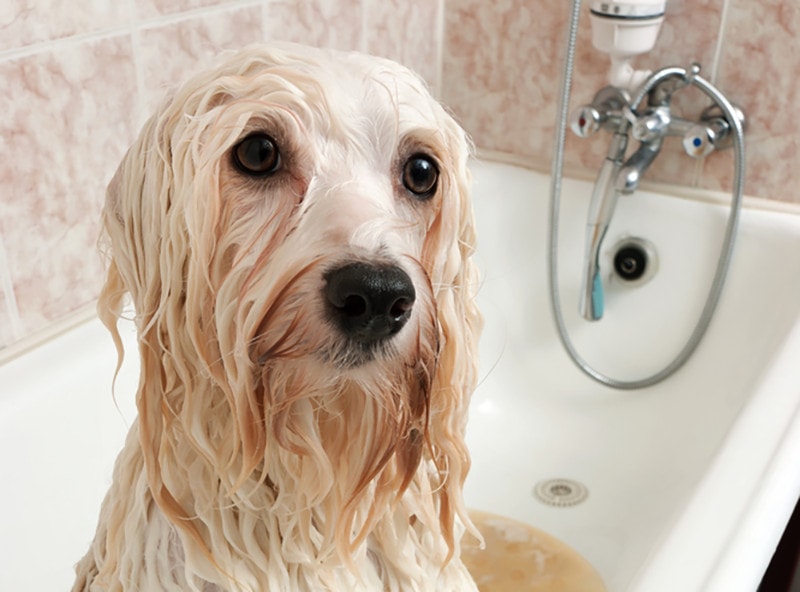 a cream havanese dog getting a bath