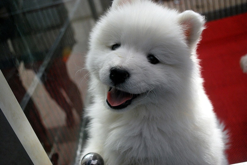 a cute white puppy in a pet store