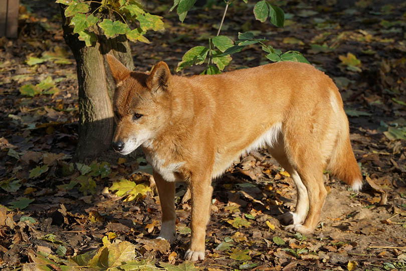 a dingo standing outdoor