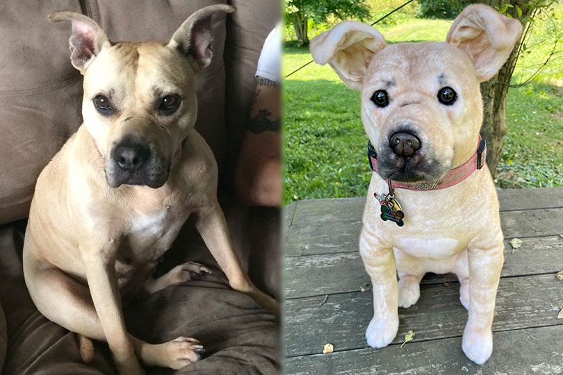 a dog and its cuddle clone