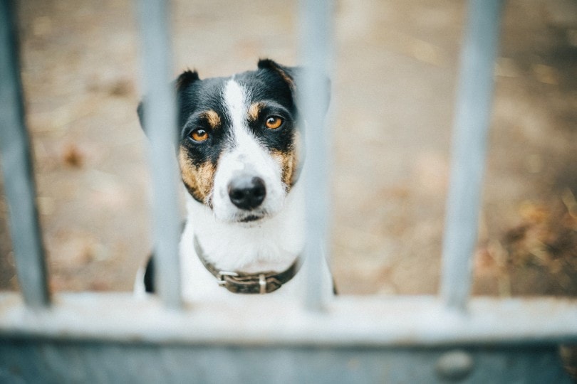 a dog behind a fence