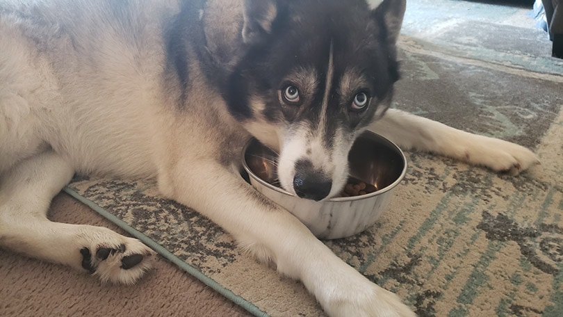 a dog eating a wild earth adult dog food from bowl
