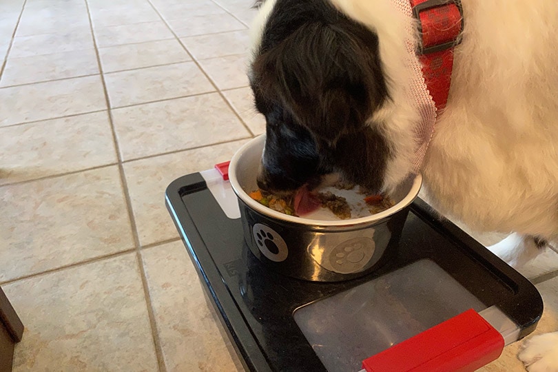 a dog eating just food for dogs recipe in a bowl